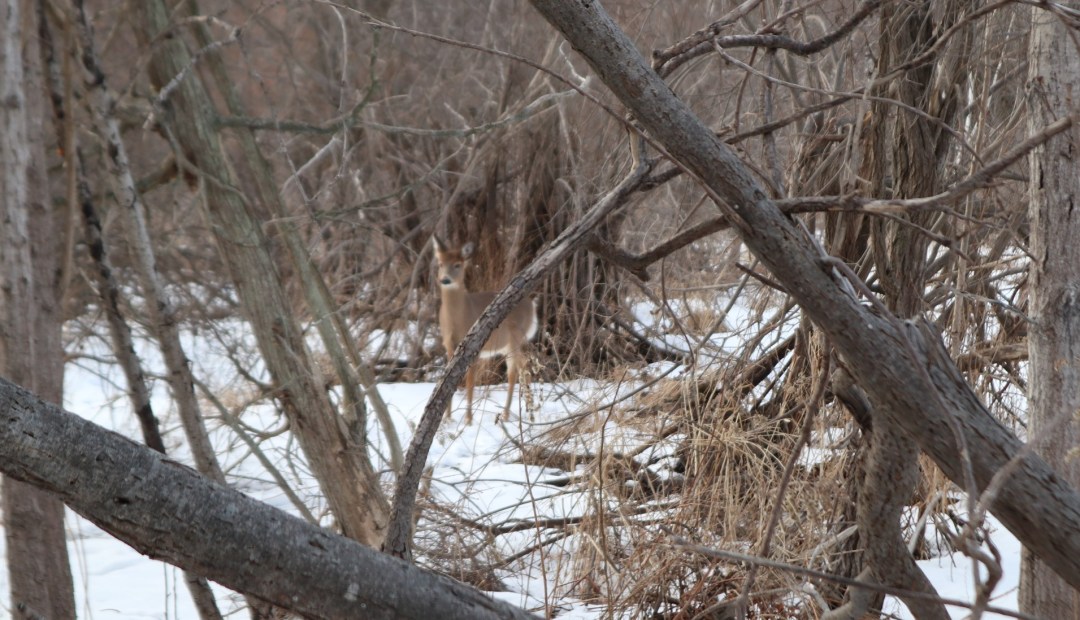 IMG_2296 - MSide lone deer 2022