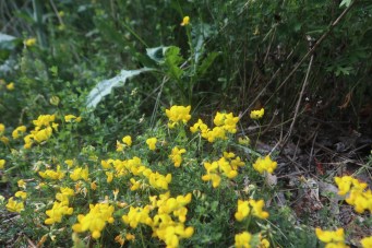 IMG_2810 (1) BF patch